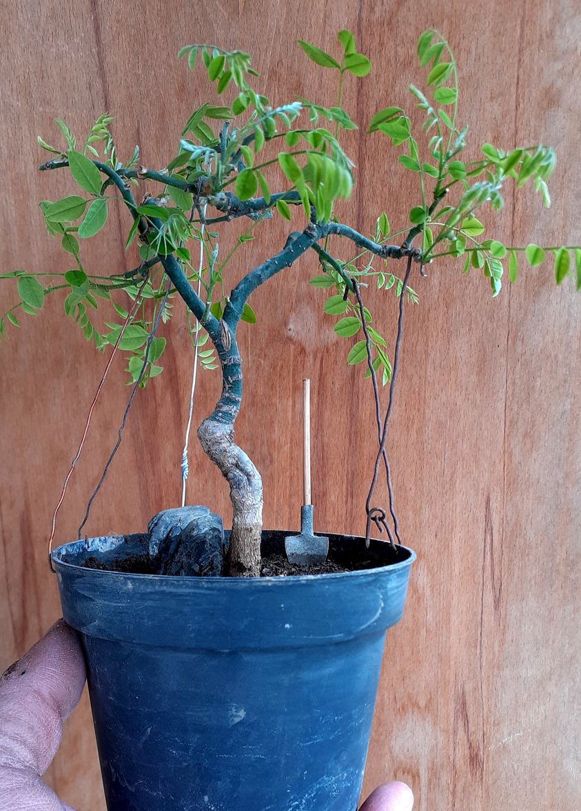 sophora japonica