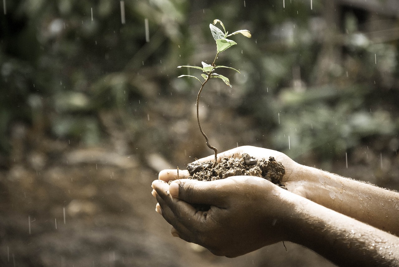 man having growing plant in his hands